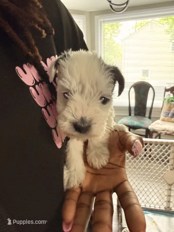 Puppy 6 – Miniature Schnauzer puppy for sale in Chester, VA