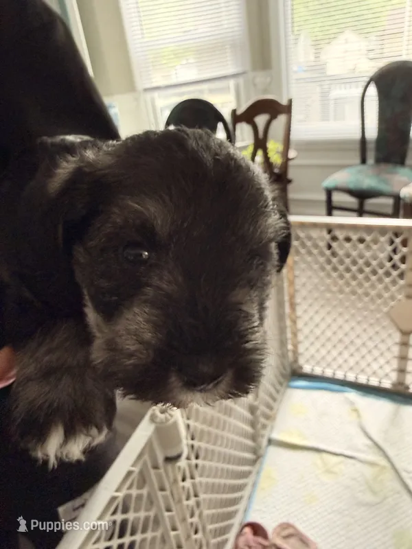 Puppy 2 – Miniature Schnauzer puppy for sale in Chester, VA