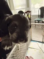 Puppy 2, a male Miniature Schnauzer for sale in Chester, VA – 1 of 6