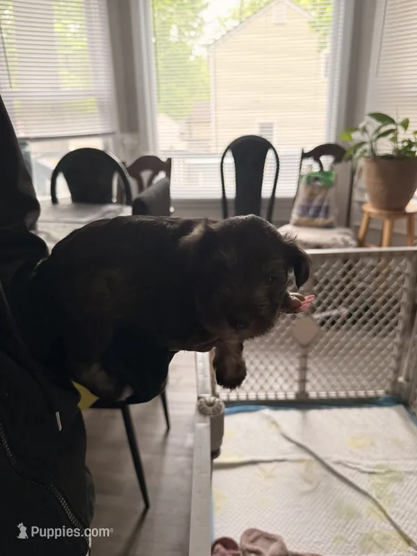 Puppy 4 – Miniature Schnauzer puppy for sale in Chester, VA