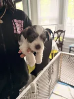 Puppy 5, a male Miniature Schnauzer for sale in Chester, VA – 6 of 6