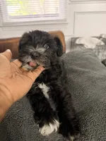 Puppy 1, a male Miniature Schnauzer for sale in Chester, VA – 7 of 8