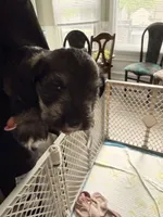 Puppy 2, a male Miniature Schnauzer for sale in Chester, VA – 6 of 6
