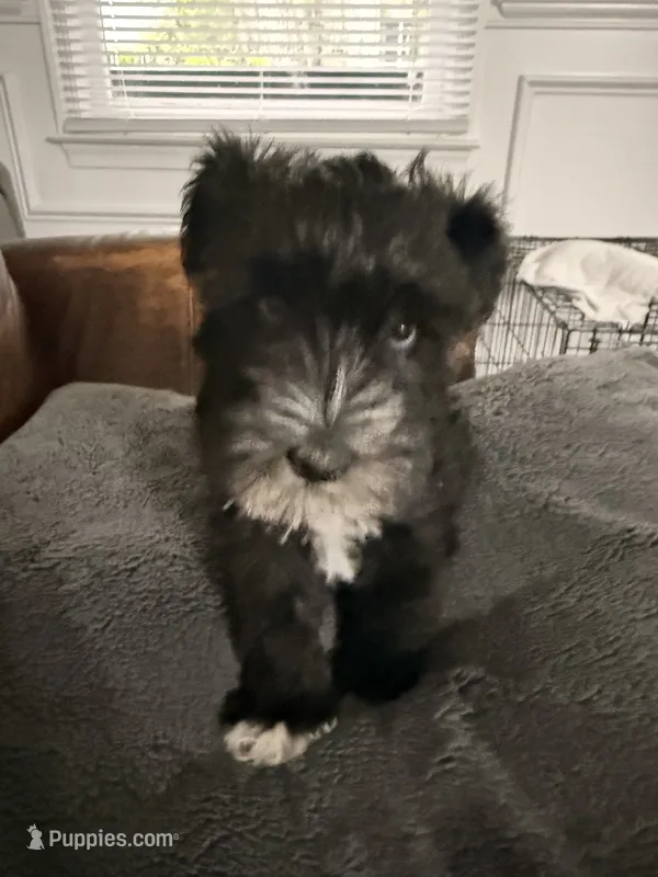 Puppy 1 – Miniature Schnauzer puppy for sale in Chester, VA
