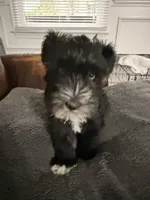 Puppy 1, a male Miniature Schnauzer for sale in Chester, VA – 3 of 8