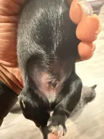 Puppy 1, a male Miniature Schnauzer for sale in Chester, VA – Photo 2 of 2