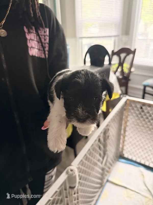 Puppy 3 – Miniature Schnauzer puppy for sale in Chester, VA