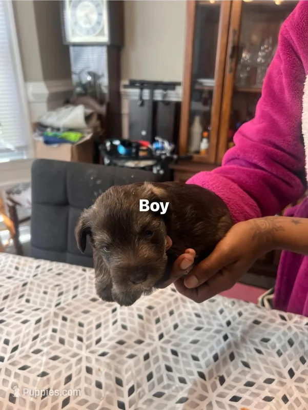 Puppy 2 – Miniature Schnauzer puppy for sale in Chester, VA
