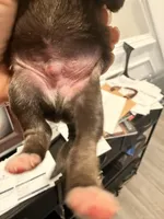 Puppy 2, a male Miniature Schnauzer for sale in Chester, VA – Photo 3 of 3