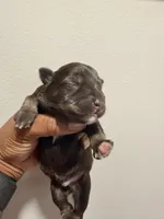 Puppy 2, a male Miniature Schnauzer for sale in Chester, VA – Photo 2 of 3