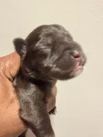 Puppy 2, a male Miniature Schnauzer for sale in Chester, VA – Photo 1 of 3