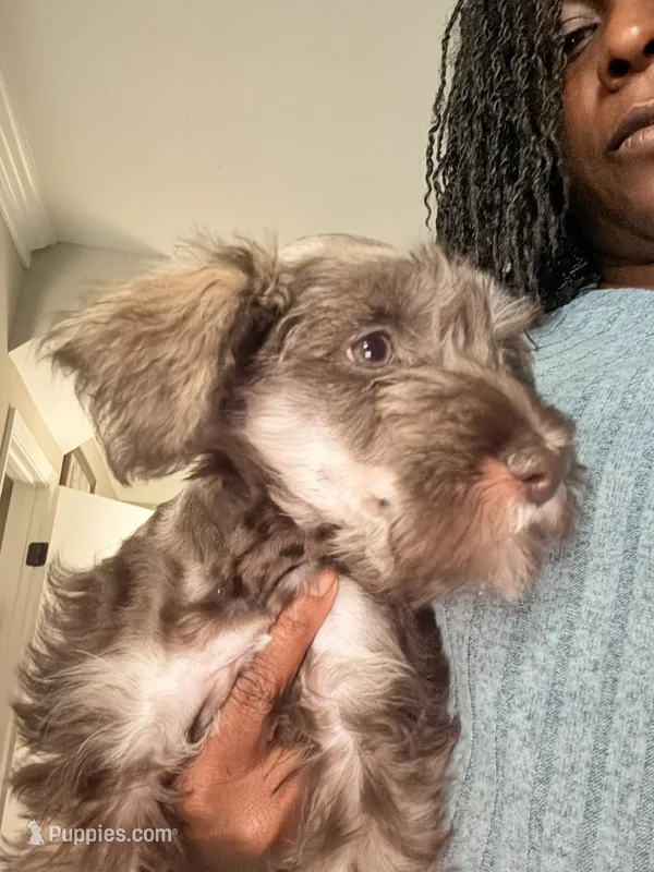 Puppy 2 – Miniature Schnauzer puppy for sale in Chester, VA