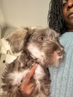 Puppy 2, a male Miniature Schnauzer for sale in Chester, VA – 1 of 8