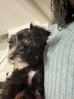 Puppy 1, a male Miniature Schnauzer for sale in Chester, VA – 2 of 8