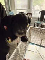 Puppy 1, a male Miniature Schnauzer for sale in Chester, VA – 5 of 5