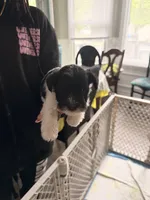 Puppy 3, a male Miniature Schnauzer for sale in Chester, VA – 5 of 5
