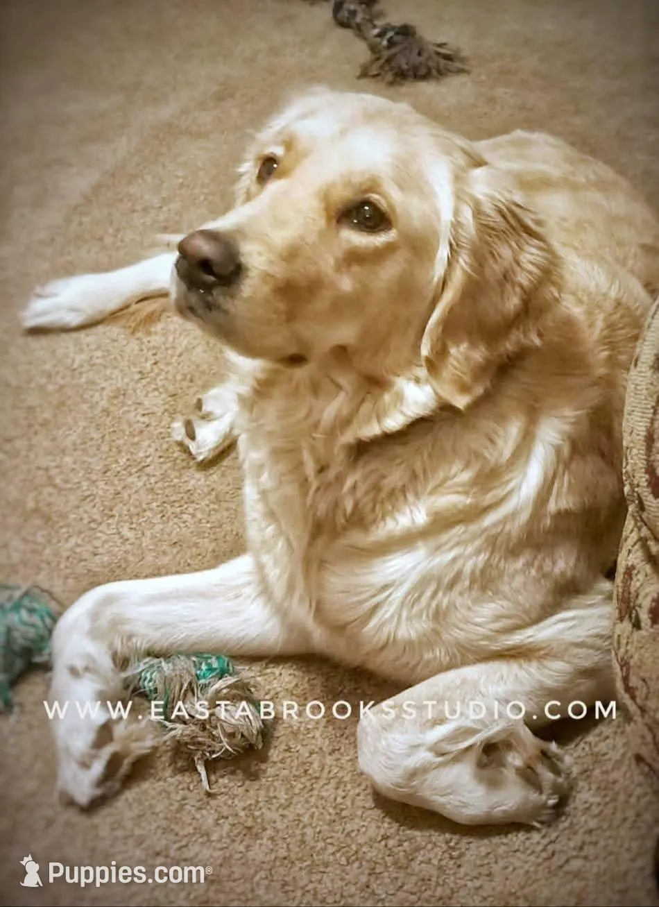 Dillon, a male Golden Retriever for sale in Dixon, IL – 8 of 10