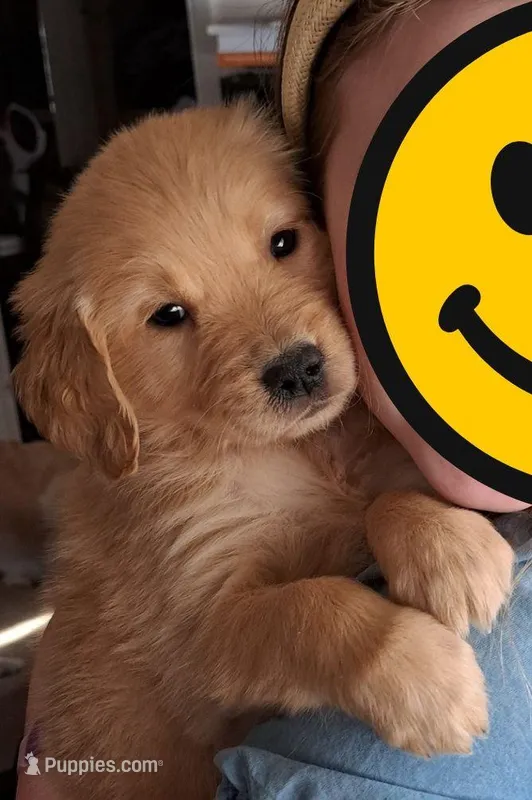 Amanda – Golden Retriever puppy for sale in Dixon, IL