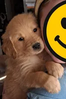 Amanda, a female Golden Retriever for sale in Dixon, IL – Photo 1 of 6