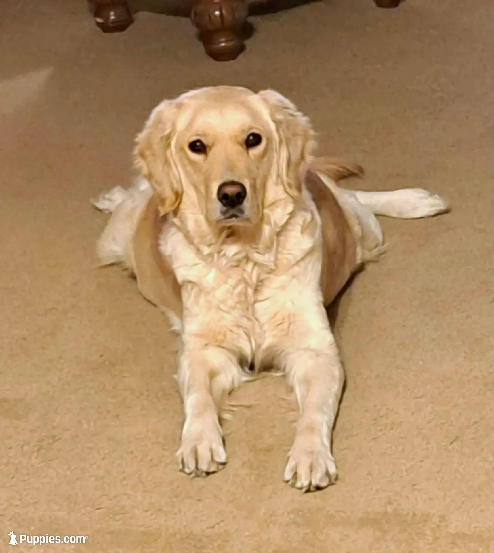 Chester, a male Golden Retriever for sale in Dixon, IL – Photo 3 of 4