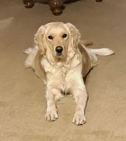 Amanda, a female Golden Retriever for sale in Dixon, IL – Photo 4 of 6