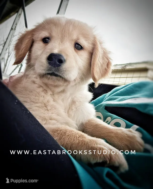 Chester – Golden Retriever puppy for sale in Dixon, IL