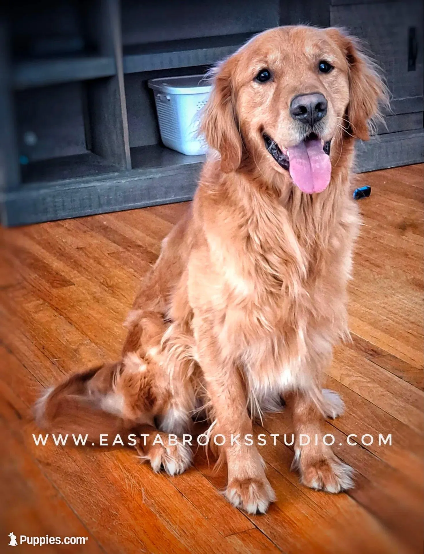 Chester, a male Golden Retriever for sale in Dixon, IL – Photo 2 of 4