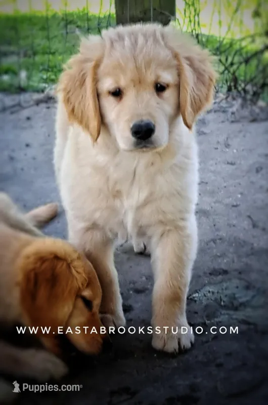 Chester – Golden Retriever puppy for sale in Dixon, IL