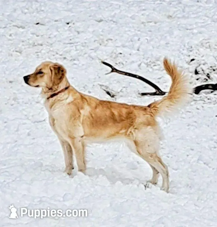 Dillon, a male Golden Retriever for sale in Dixon, IL – 7 of 10