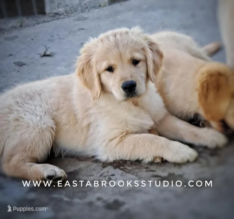 Dillon – Golden Retriever puppy for sale in Dixon, IL