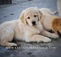 Dillon, a male Golden Retriever for sale in Dixon, IL – 4 of 10