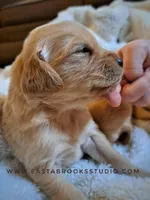 Dillon, a male Golden Retriever for sale in Dixon, IL – Photo 7 of 8