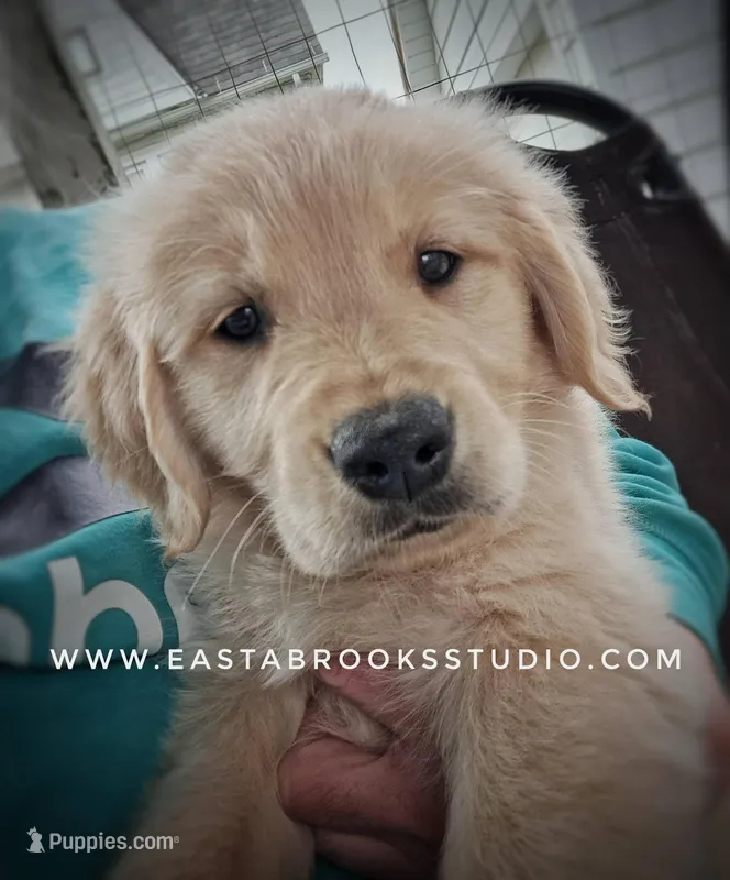 Dillon – Golden Retriever puppy for sale in Dixon, IL