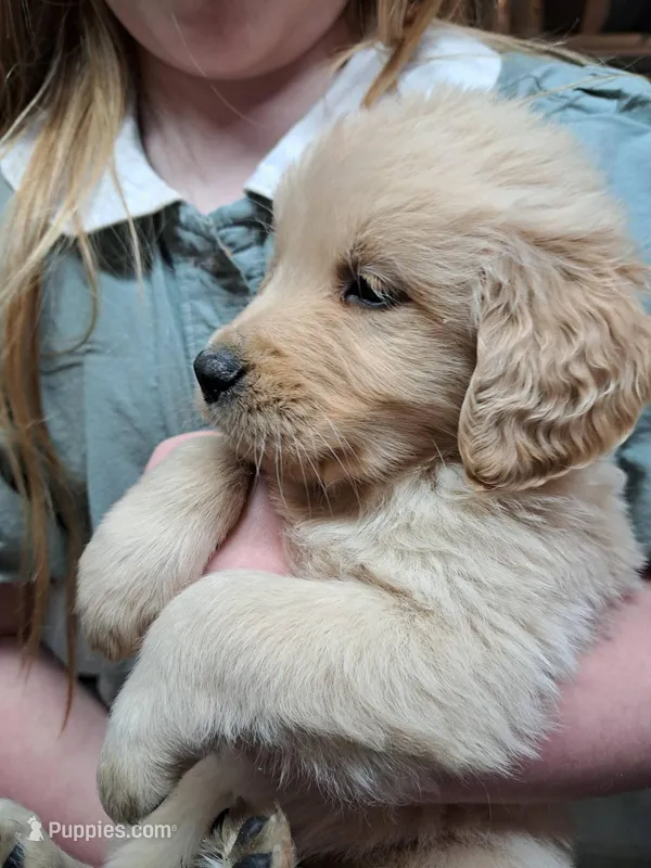 Dillon, a male Golden Retriever for sale in Dixon, IL – Photo 1 of 8