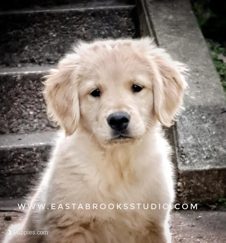 Dillon – Golden Retriever puppy for sale in Dixon, IL