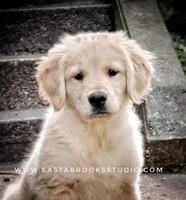 Dillon, a male Golden Retriever for sale in Dixon, IL – 1 of 10