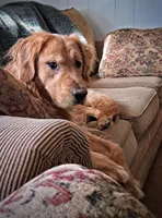 Dillon, a male Golden Retriever for sale in Dixon, IL – Photo 2 of 8