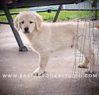 Dillon, a male Golden Retriever for sale in Dixon, IL – 6 of 10