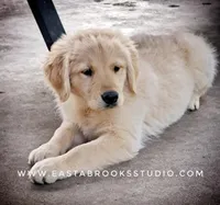 Dillon, a male Golden Retriever for sale in Dixon, IL – 5 of 10