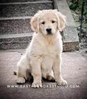 Dillon, a male Golden Retriever for sale in Dixon, IL – 2 of 10