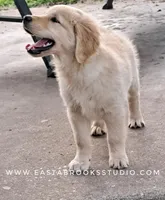Dillon, a male Golden Retriever for sale in Dixon, IL – 3 of 10