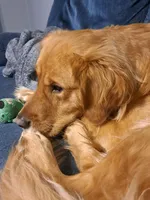 Dillon, a male Golden Retriever for sale in Dixon, IL – Photo 4 of 8