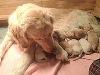 Dillon, a male Golden Retriever for sale in Dixon, IL – Photo 8 of 8