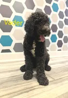 Vader, a male Poodle - Standard  for sale in Rockford, IL – 2 of 2
