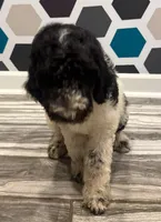 Oreo, a male Poodle - Standard  for sale in Rockford, IL – 5 of 5