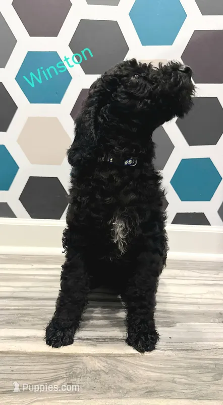 Winston  – Poodle - Standard  puppy for sale in Rockford, IL