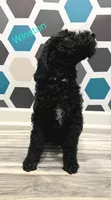 Winston , a male Poodle - Standard  for sale in Rockford, IL – 1 of 3