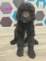 Luna, a female Poodle - Standard  for sale in Rockford, IL – 3 of 4