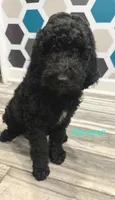 Winston , a male Poodle - Standard  for sale in Rockford, IL – 2 of 3