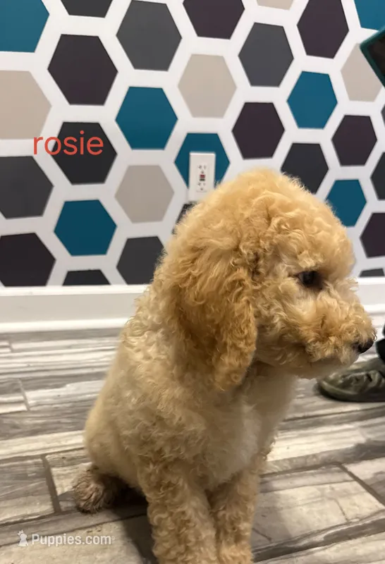 Rosie – Poodle - Standard  puppy for sale in Rockford, IL